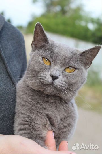 Русская голубая