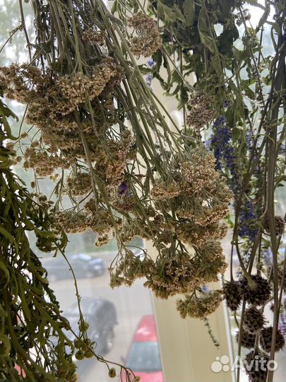 Сухоцветы шишки