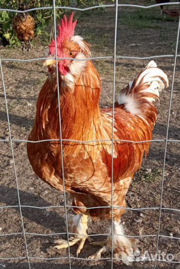 Павловские золотистые молодые петухи