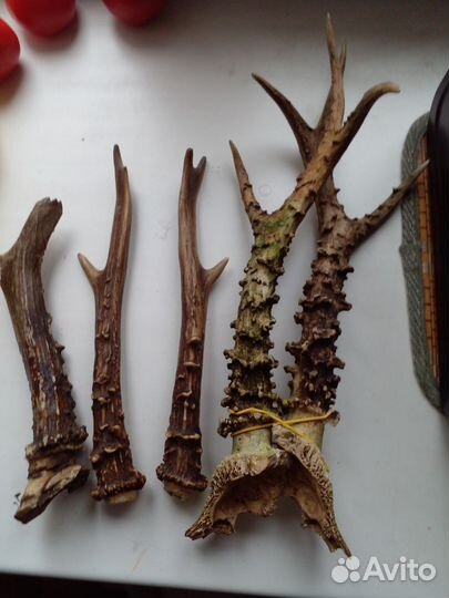 Рога косули