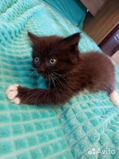 Шотландские вислоухие котята