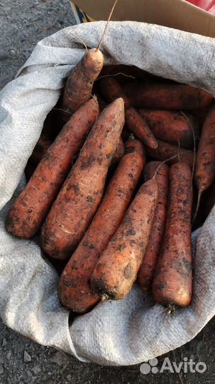 Продам морковь, морковь скотине лук