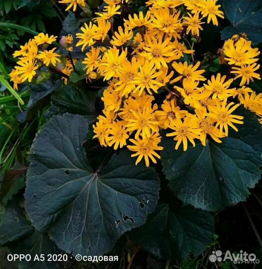 Клопогон, Бузульники, Роджерсия, Гейхера, Подофил