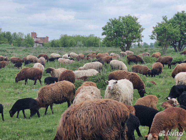 Овцы бараны ягнята оптом