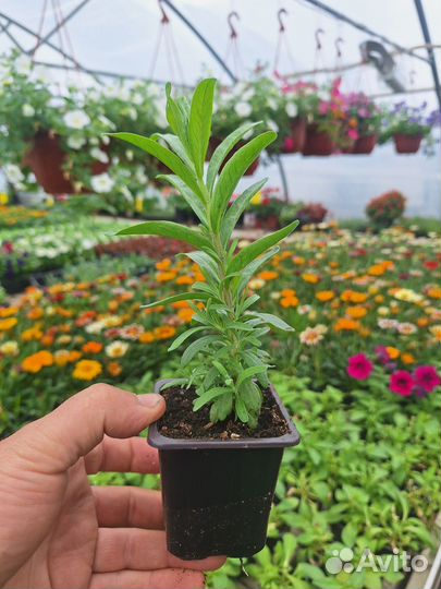 Розмарин Лаванда Мята Тимьян Чабрец рассада