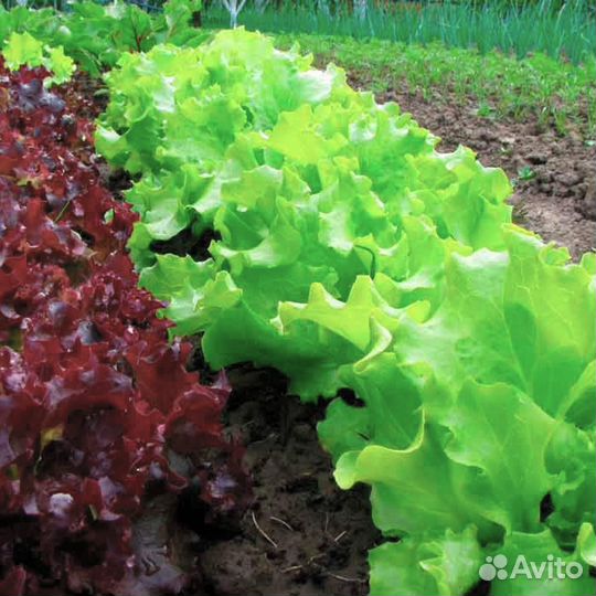 Рабочий на С/Х поля (Ярославская область)