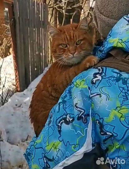 Рыжик в добрые руки