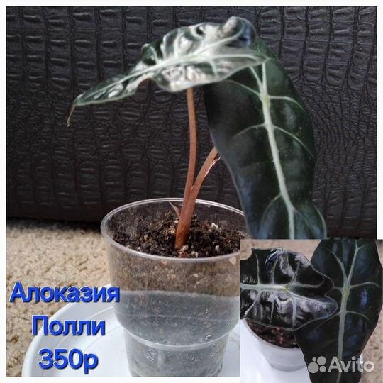 Комнатные растения