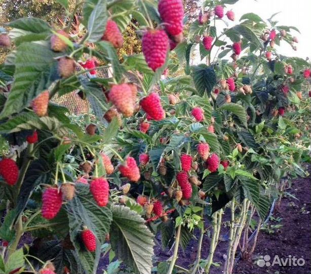 Малиновое дерево Таруса