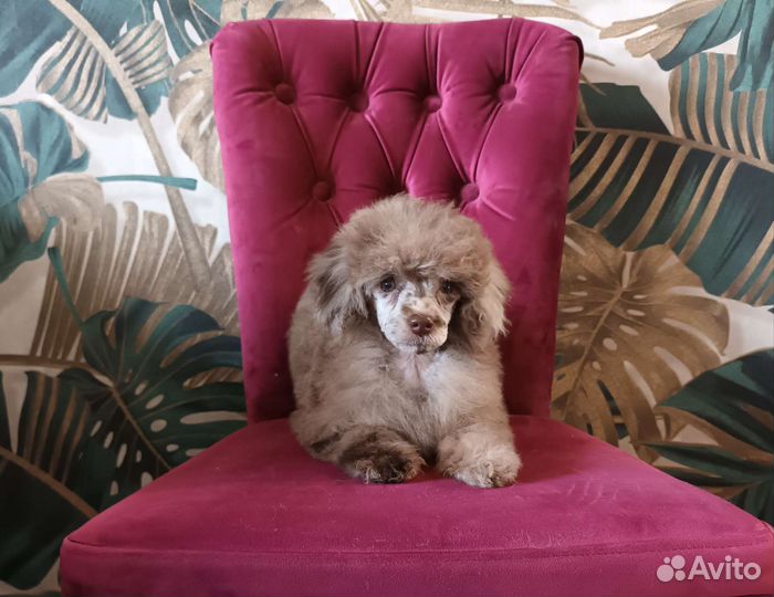 Карликовый той-пудель девочка мерле шоколад