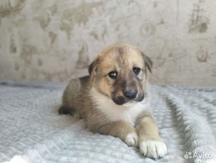 Щенок девочка метис алабая