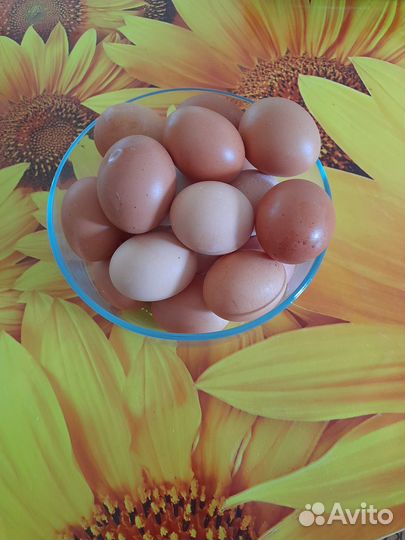 Домашние куриные яйца