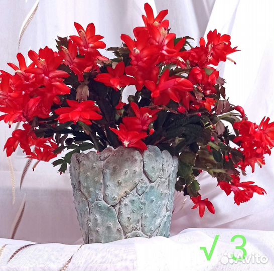 Цветущие кактусы