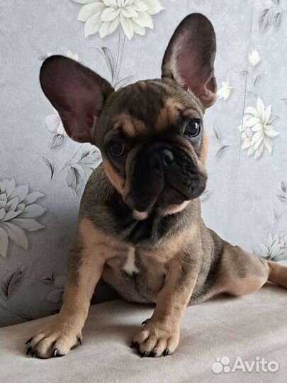 Французский бульдог щенки девочка