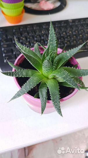 Алоэ остистое