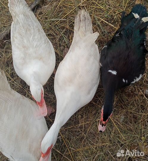 Утки муларды