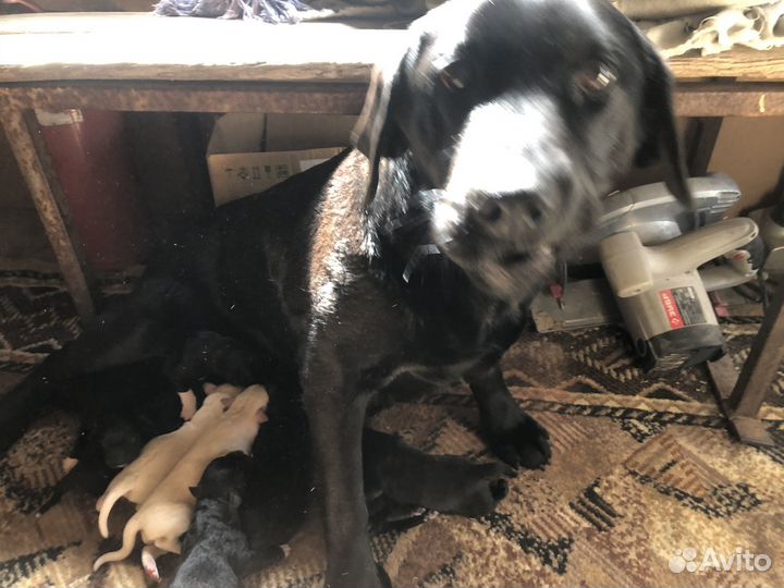 Лабрадор ретривер щенки