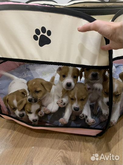 Джек Рассел терьер