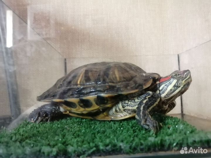 Красноухая черепаха