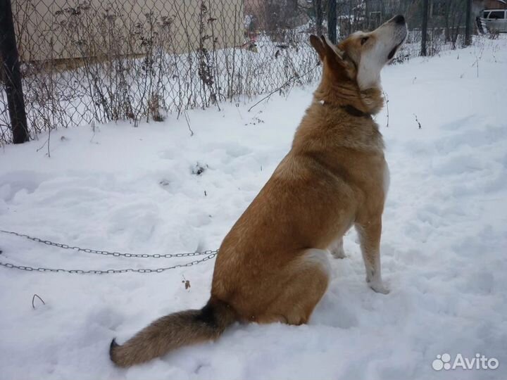 Собаки бесплатно