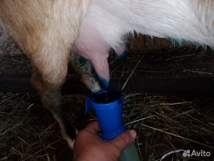 Козы дойные молочные