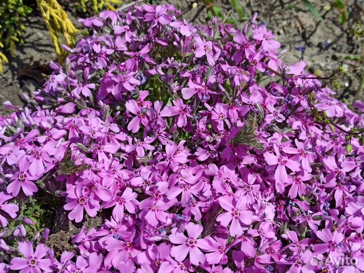 Почвопокровные растения