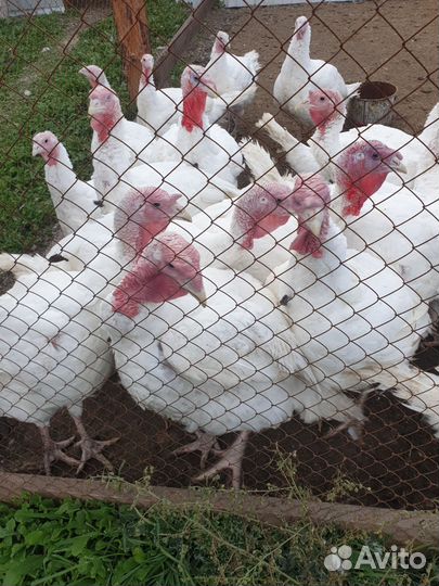 Мясо домашней птицы