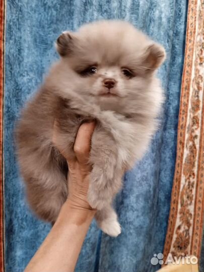 Померанский шпиц Лиловый мерль Герберт