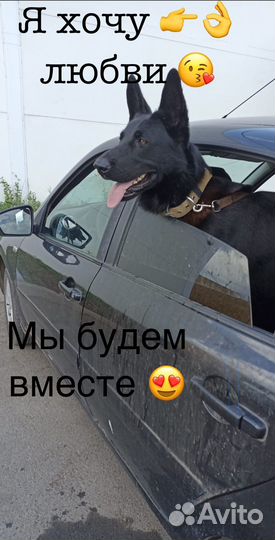 Вязка с чёрным немцем
