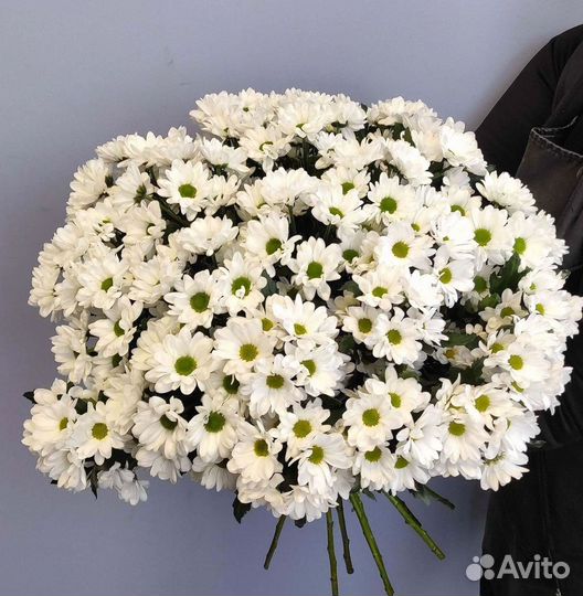 Хризантема Цветы Доставка