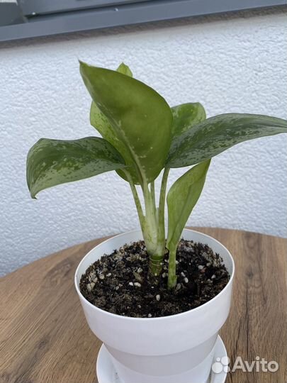 Аглаонема лимон минт