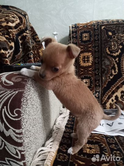 Щенок чихуахуа