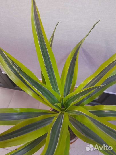 Драцена лимон лайм