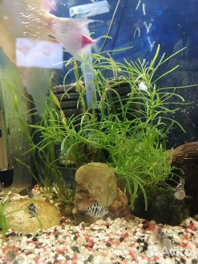 Сапфировый попугай