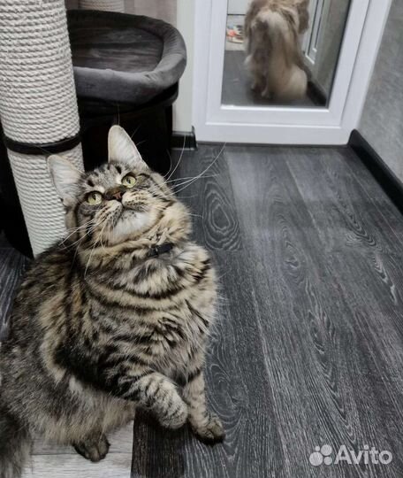 Кошки мейн-кун