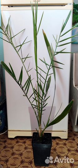 Финиковая пальма