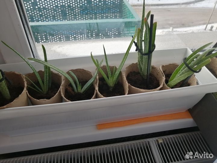 Алое лечебный