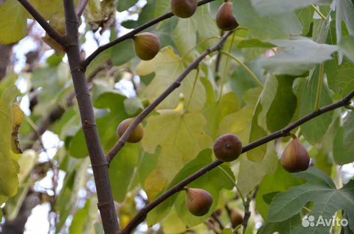 Продам саженцы инжира в стаканчиках