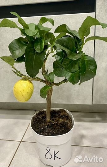 Лимоннле дерево с плодами