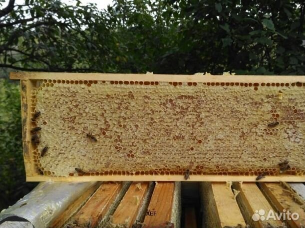 Мёд 24 года натуральный оптом