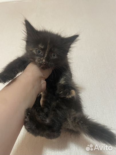 Котята мейн-кун