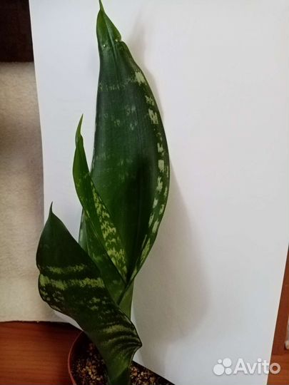 Сансевиерия сортовая, детки