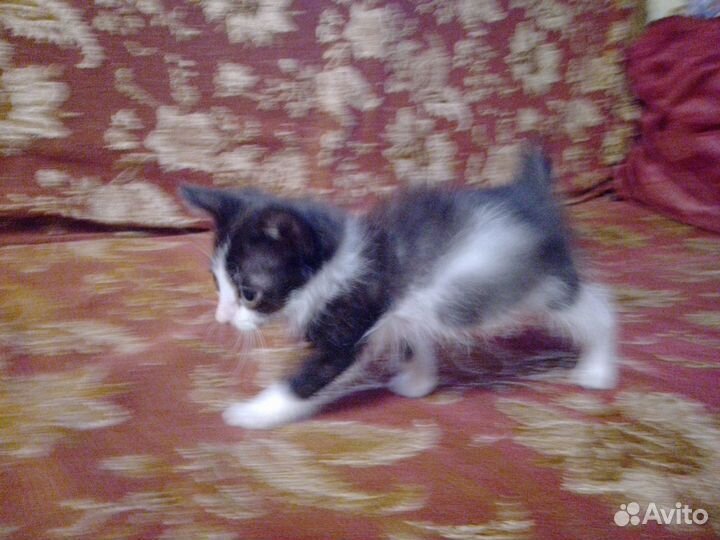 Шибздик- милый котёнок