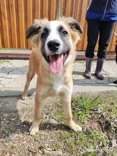 Щенок Джесси