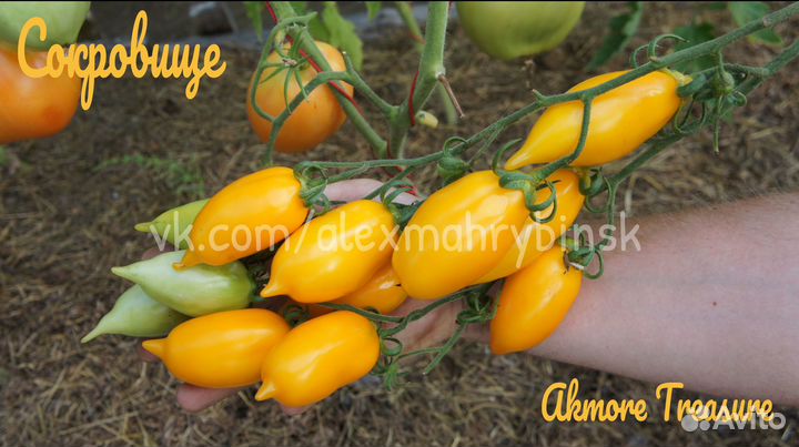 Семена томатов