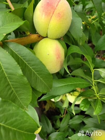 Морозостойкие саженцы персика для Урала и Сибири