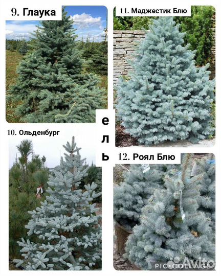 Ель, сосна, тсуга (читайте описание)