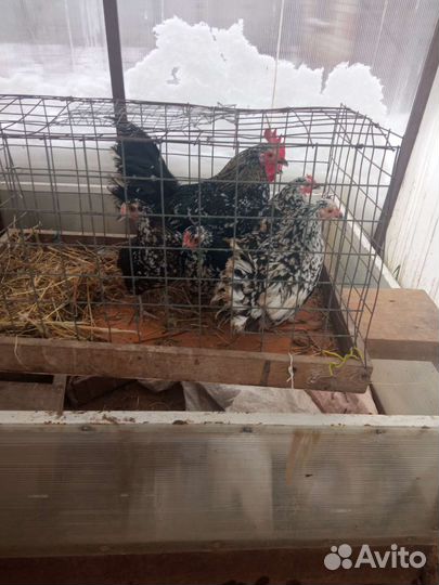 Продажа петухов
