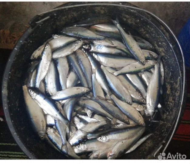 Верховка, уклейка, плотва, окунь