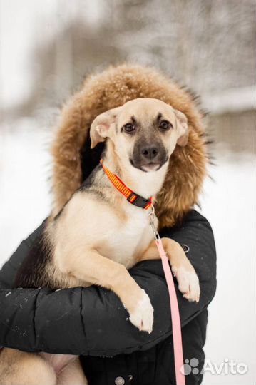 Щенок в добрые руки